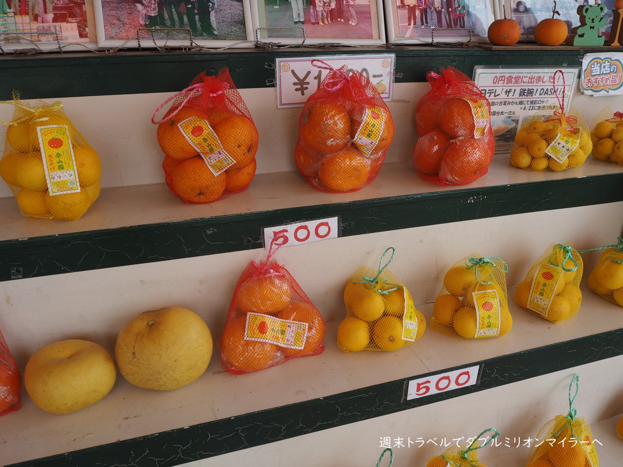 6月は伊東市宇佐美 泰山園 で夏みかん狩り 春から夏は夏みかん 秋から冬はみかんとほぼ1年中みかん狩りが楽しめます