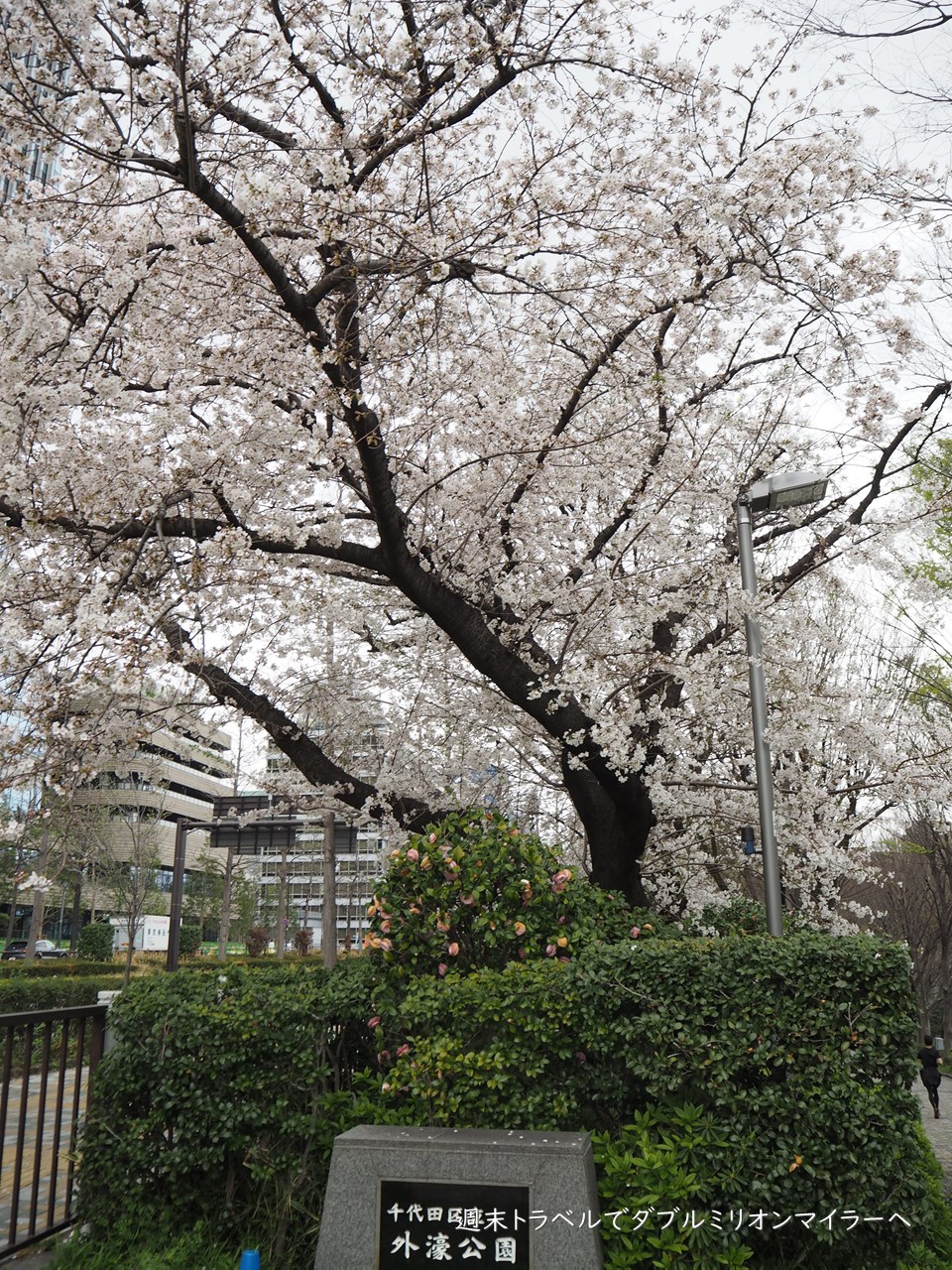 外出自粛要請の週末は静かに桜並木を散策 千鳥ヶ淵も外濠公園もひっそりとしていました