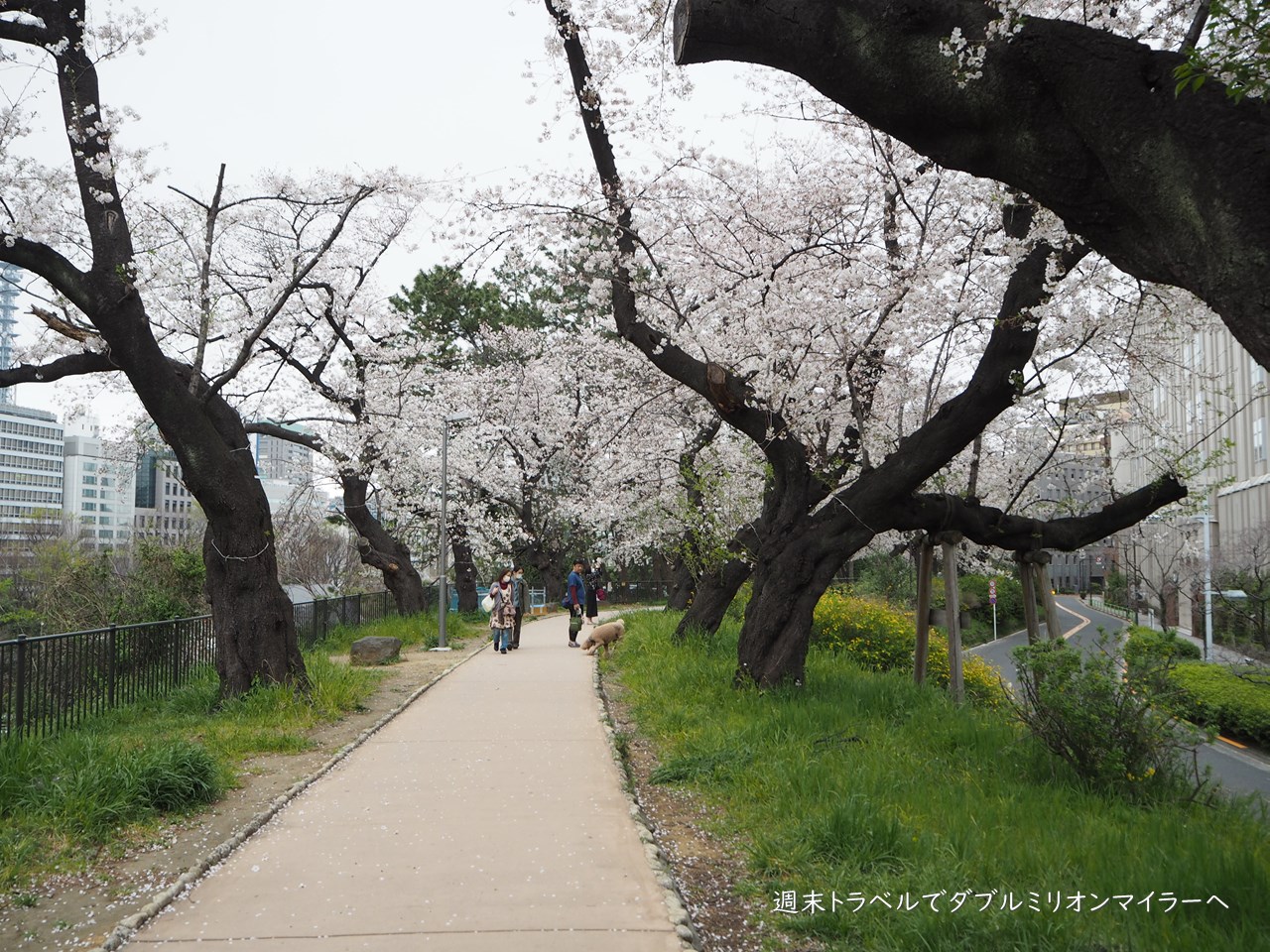 外出自粛要請の週末は静かに桜並木を散策 千鳥ヶ淵も外濠公園もひっそりとしていました
