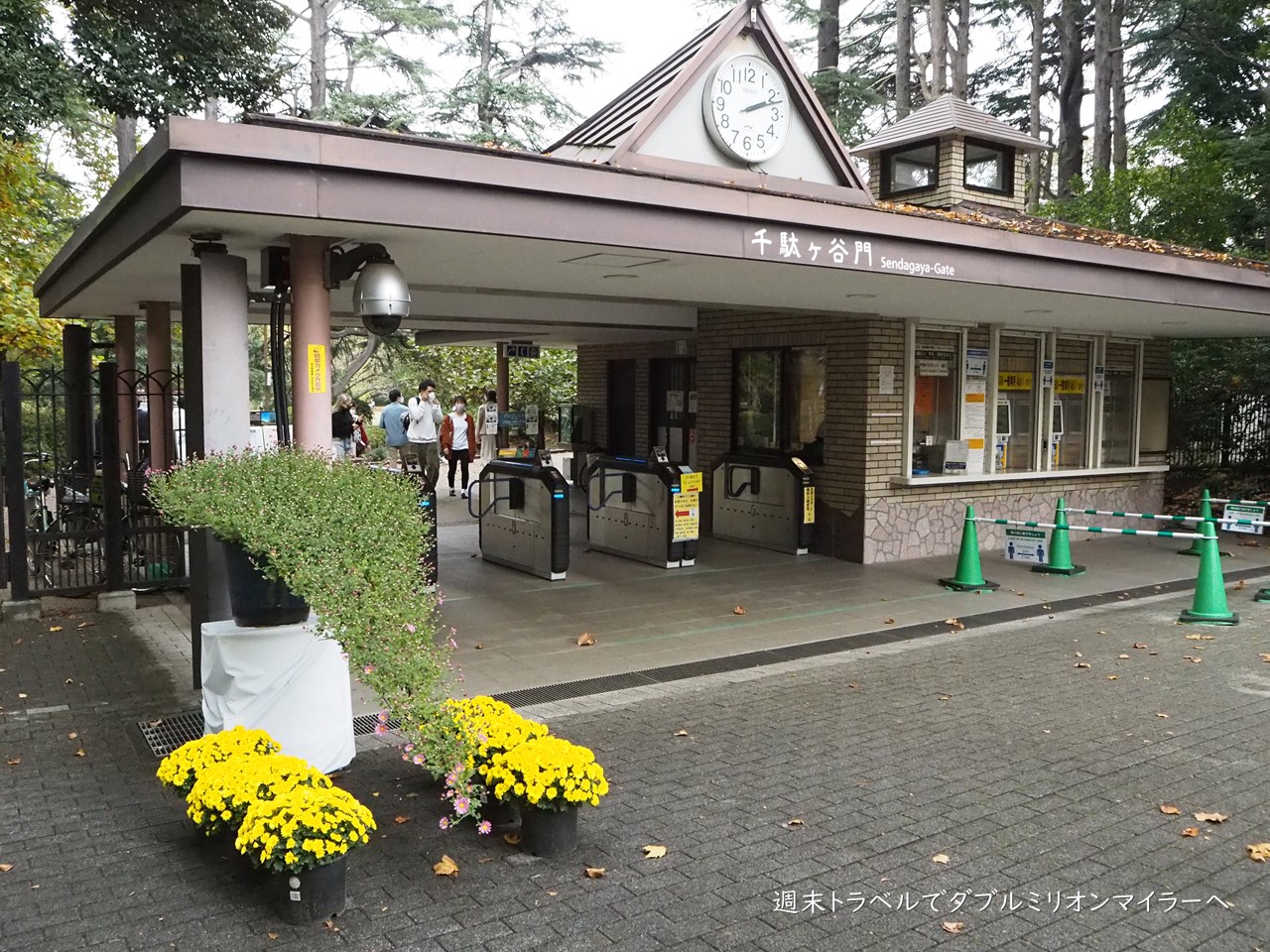 年11月の新宿御苑 菊花壇展 今年も菊の花を観賞 豪華な菊の競演は見事