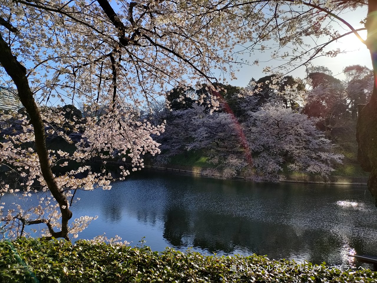 東京の桜はそろそろ見納め 都心散策で22年最後のお花見