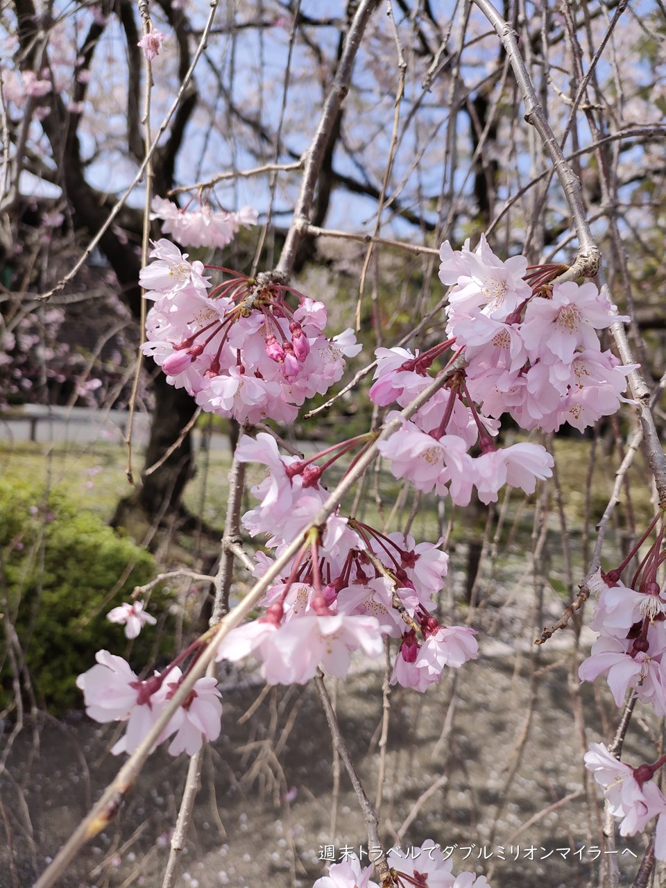 東京の桜はそろそろ見納め 都心散策で22年最後のお花見
