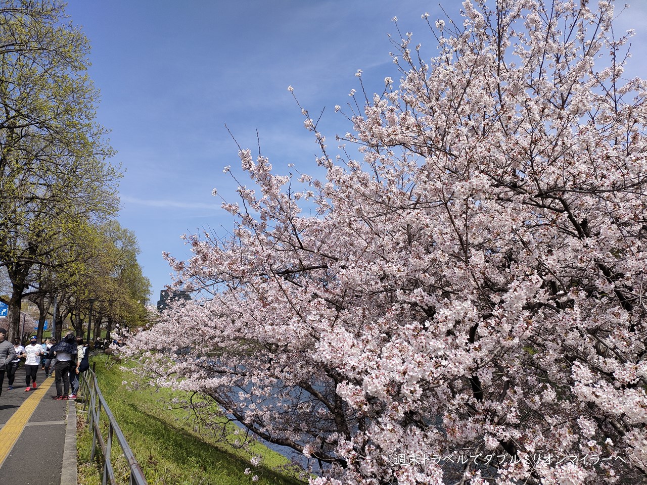 東京の桜はそろそろ見納め 都心散策で22年最後のお花見