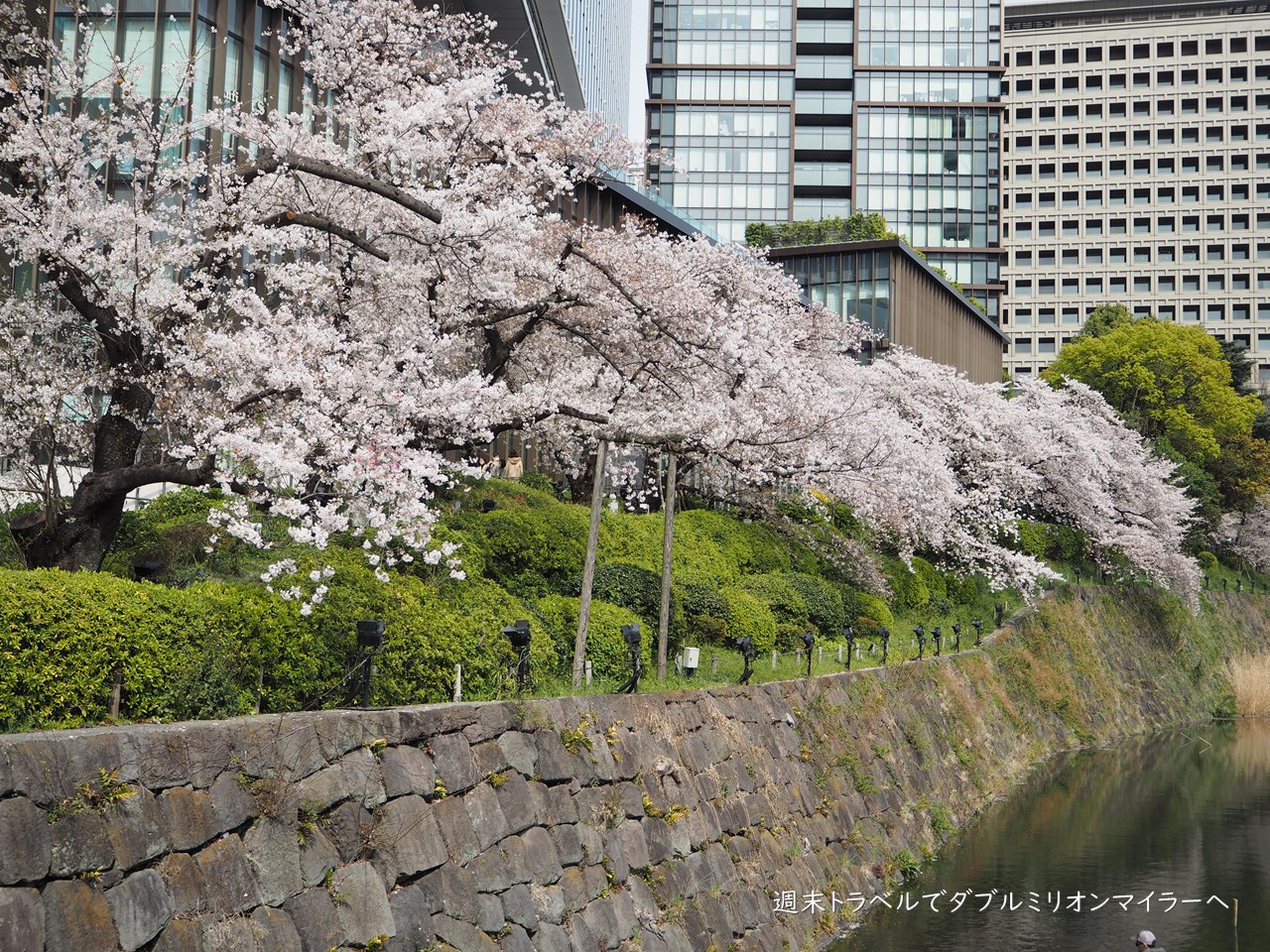 東京の桜はそろそろ見納め 都心散策で22年最後のお花見